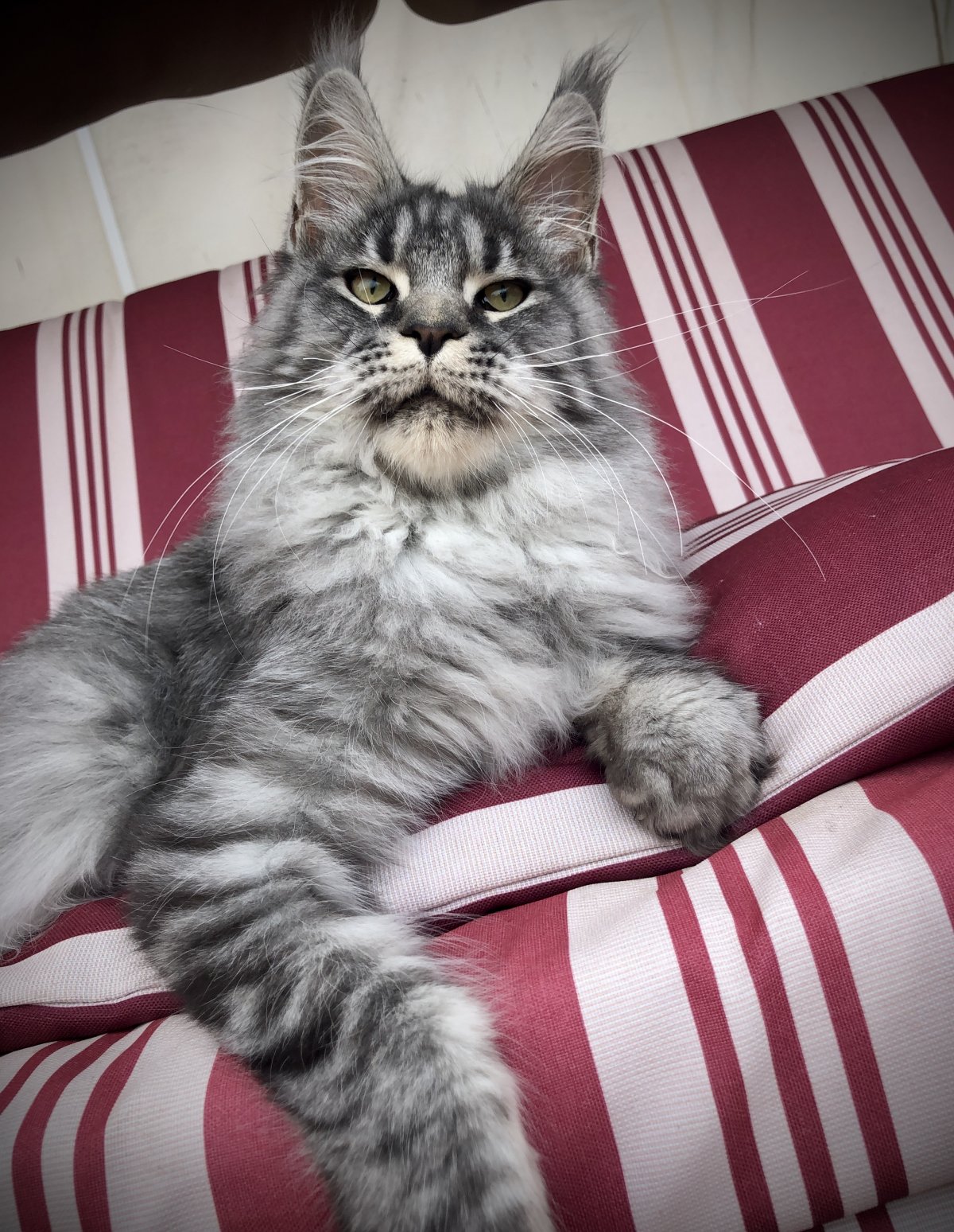 Мейнская Дикобразка