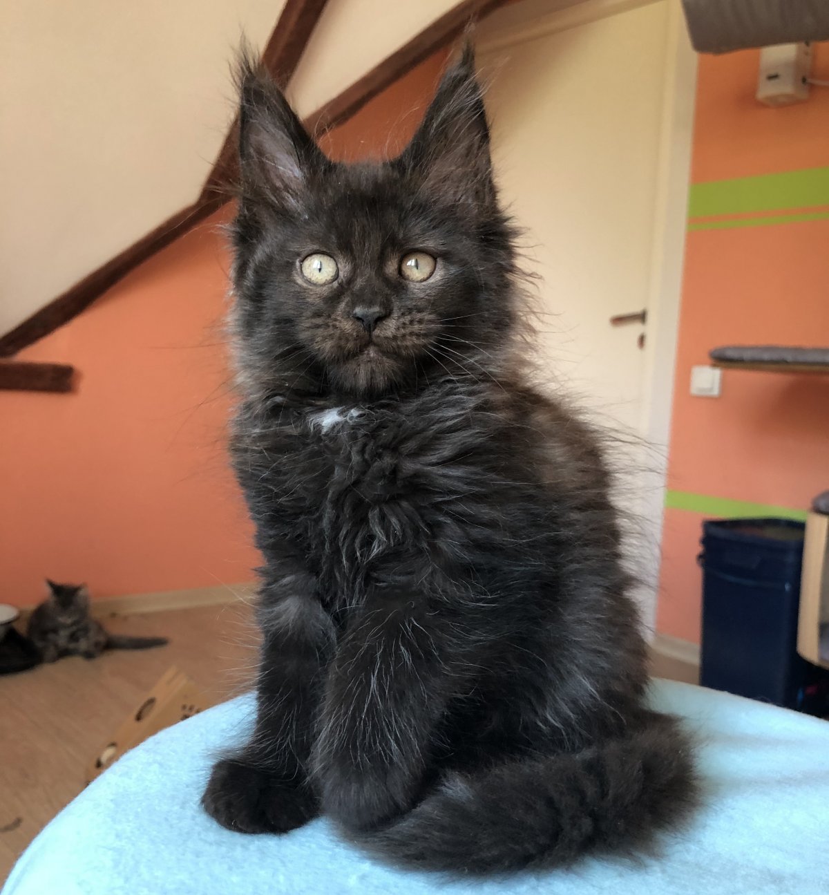 Мейн кун Паши воли