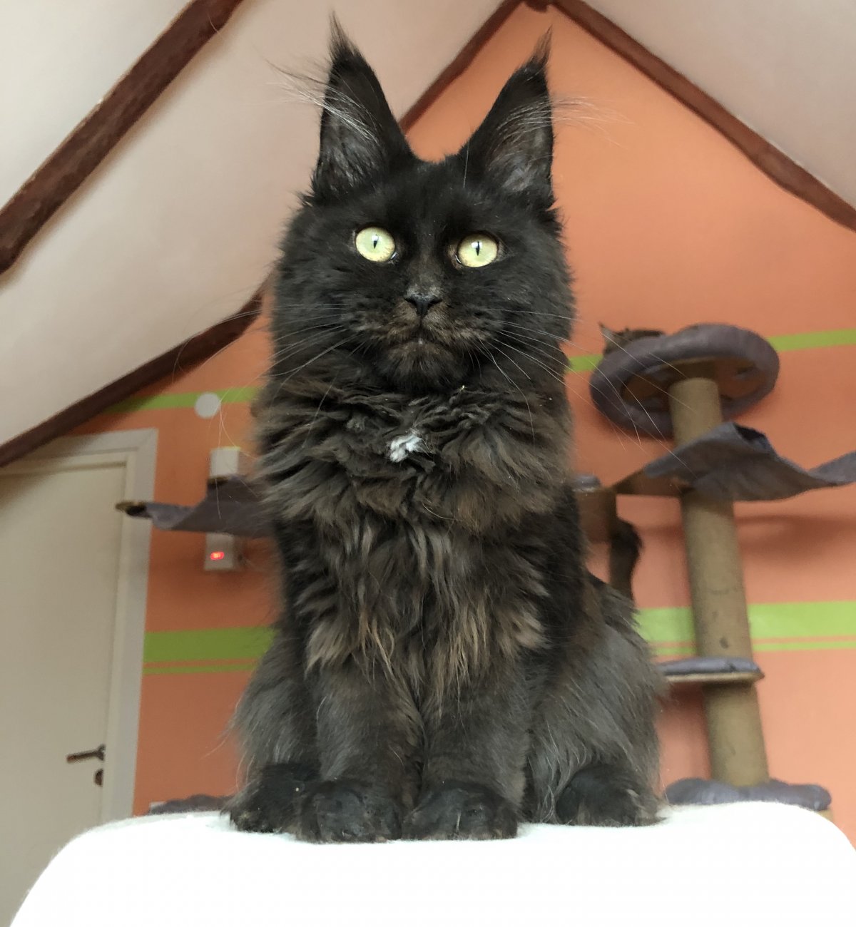 Породистая Мейн кун на кровати