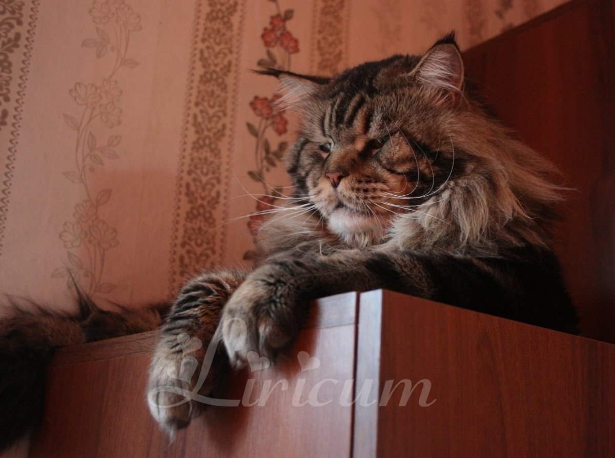 Мейн кун Павла воли