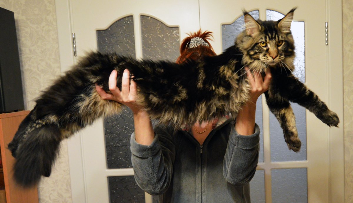 Мейн кун Павла воли фото