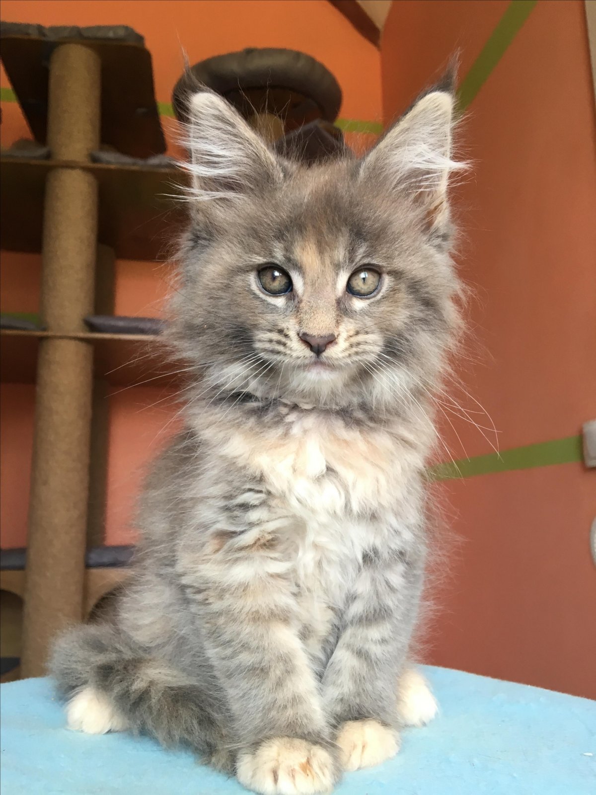 Мейн кун воли