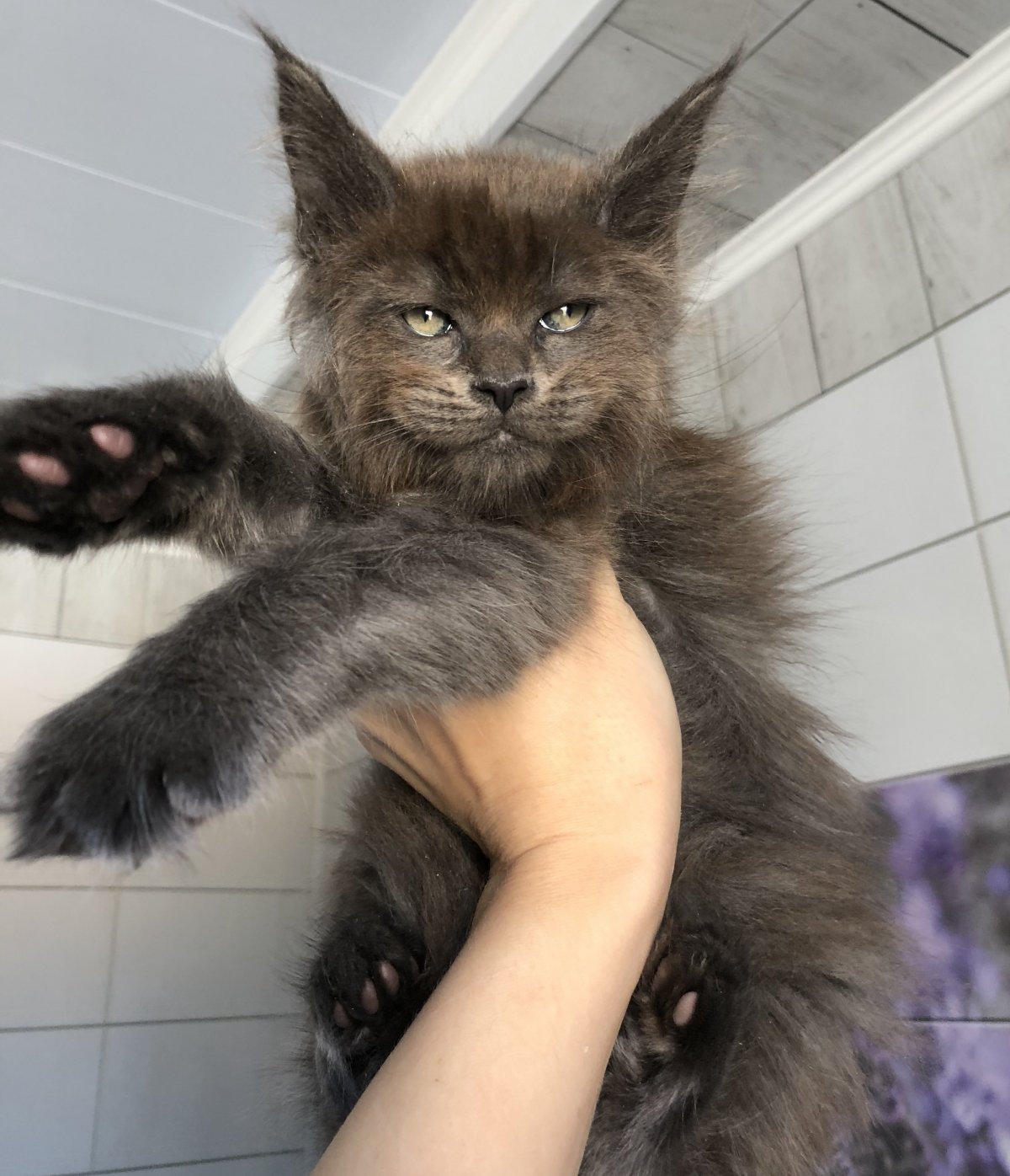 Кот Павла воли