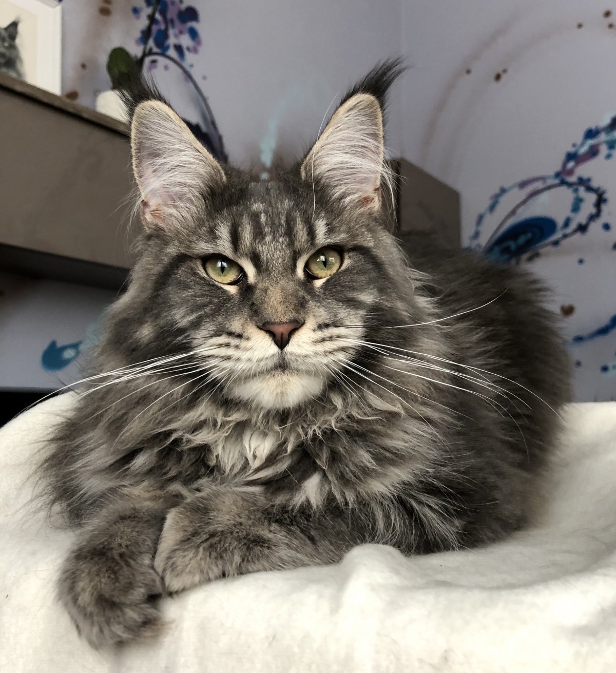 Паша Воля с котом Мейн кун фото