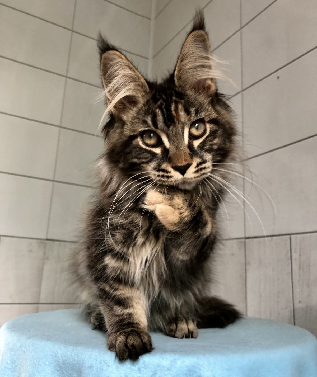 Кошка и Мейн кун спят вместе