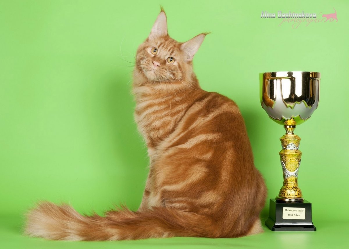 Мейн кун черный Павла воли