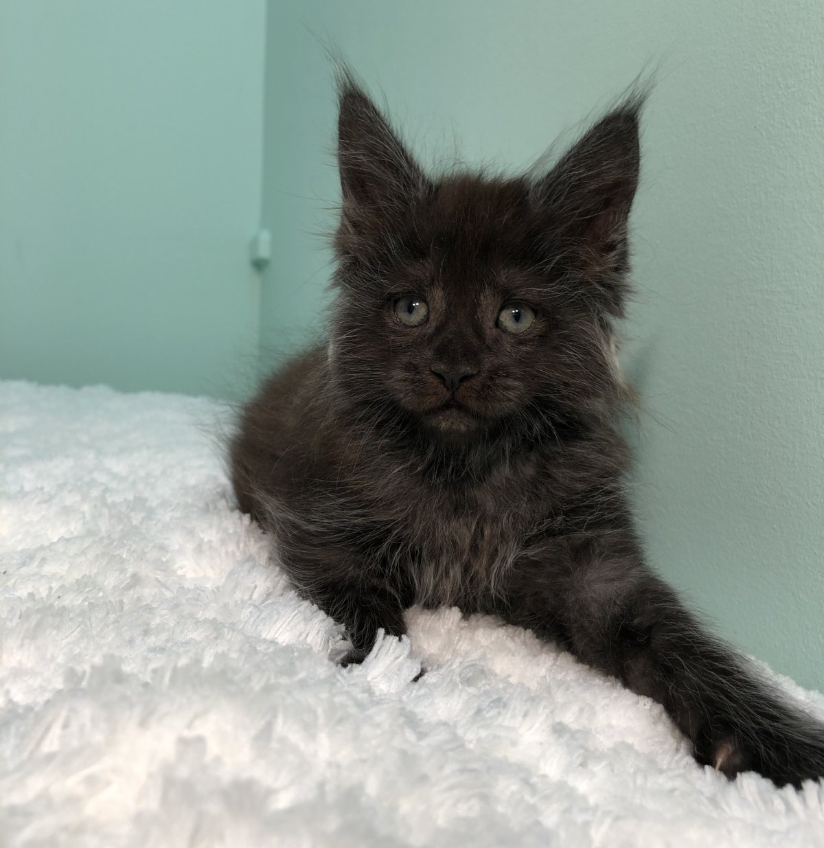 Большой кот соревнования