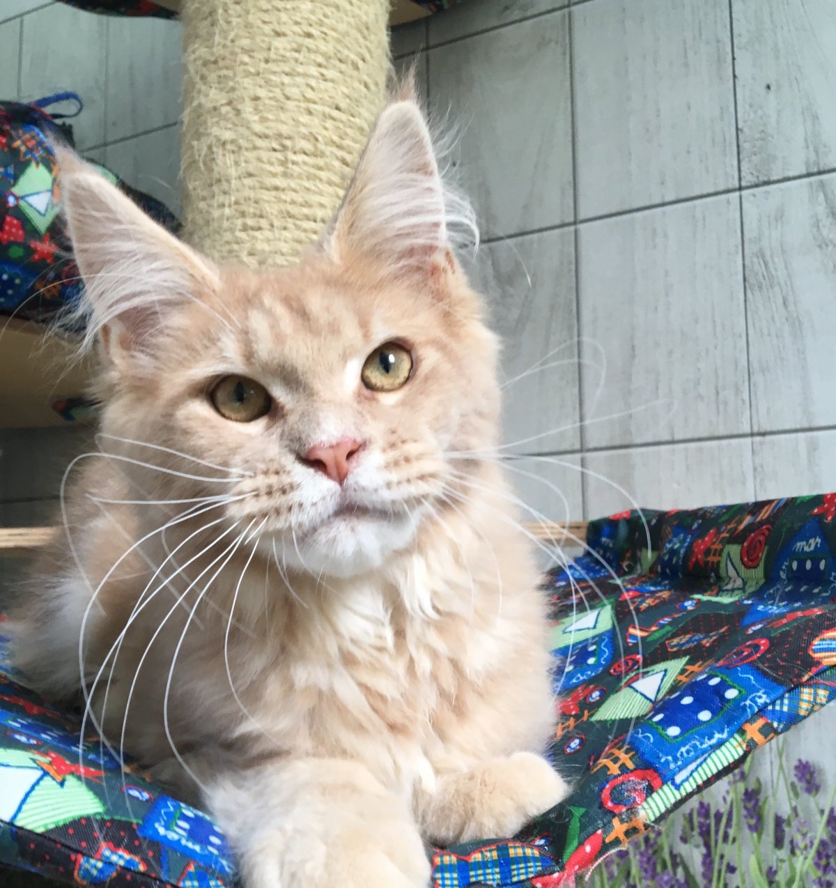 Мейн кун Павла воли фото