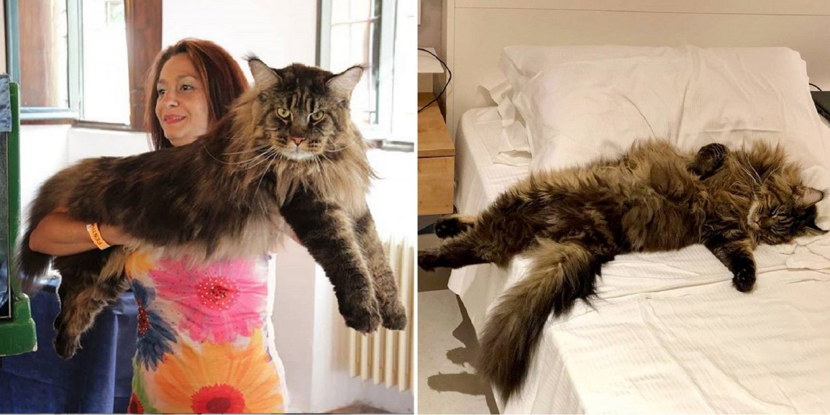 Р-он Перельман Мейн кун