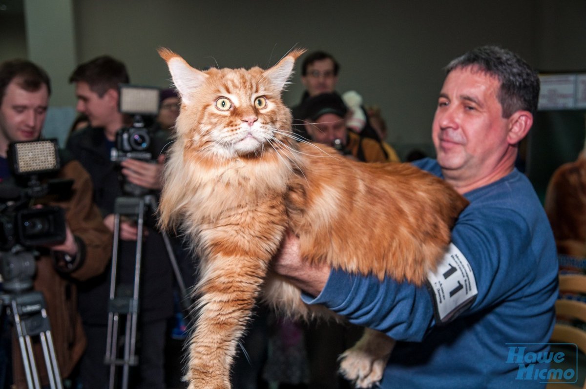 Кошка Мейн кун большой