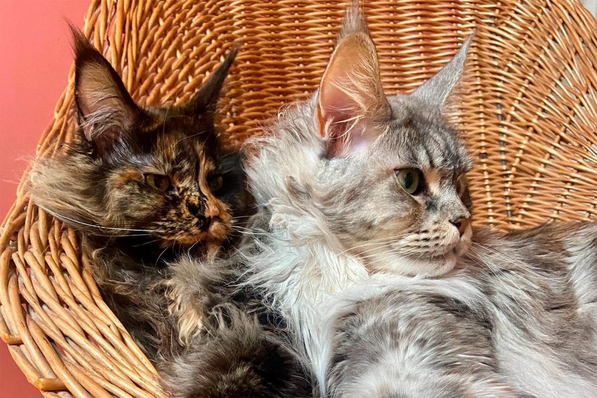 Кузнецова Марина Мейн-кун