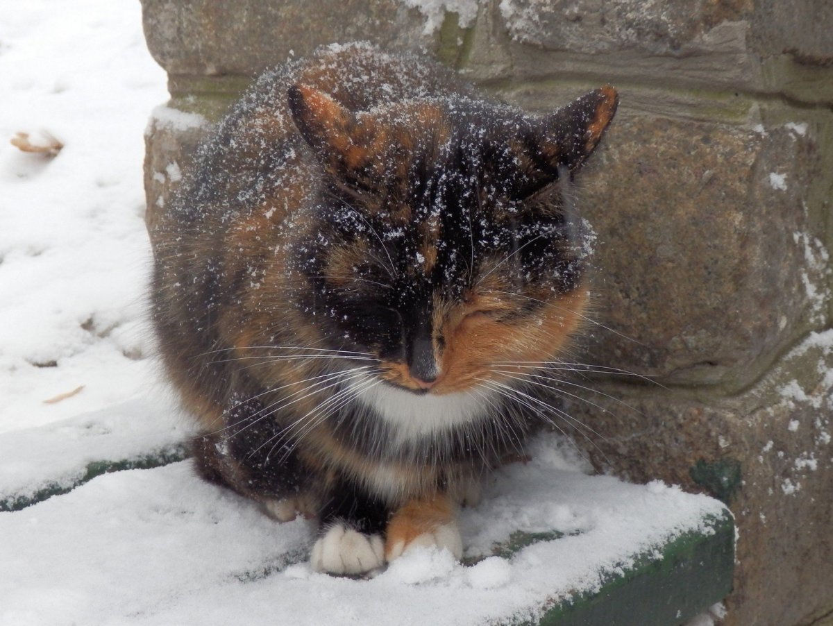 Замерзший кот