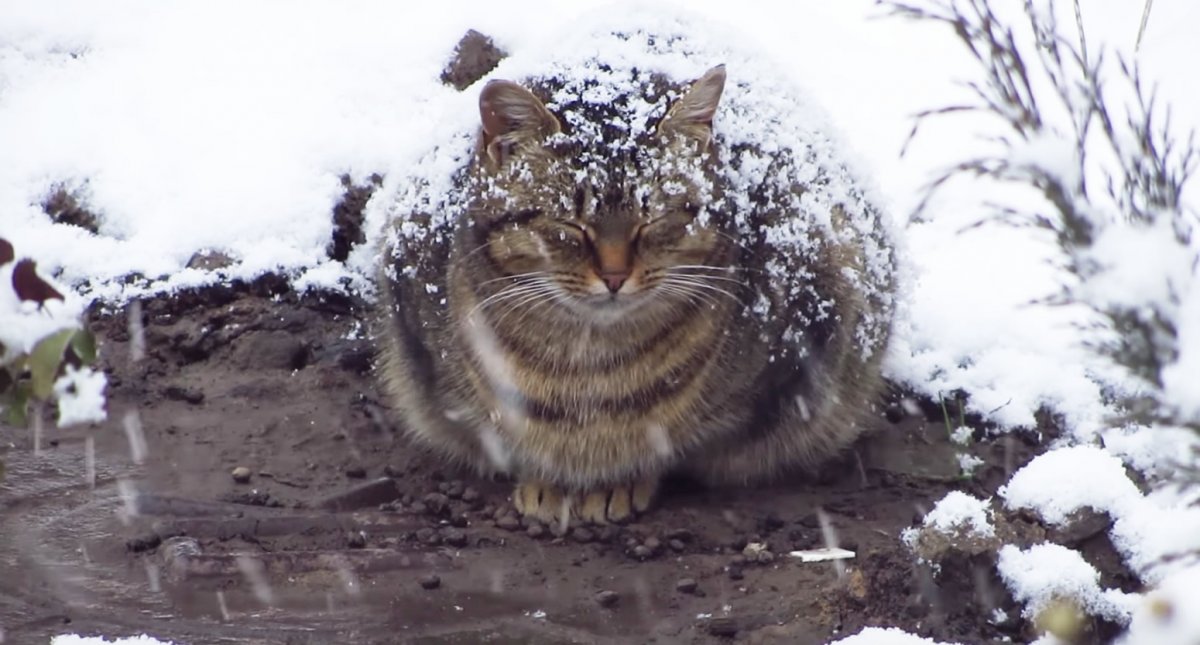 Замёрзший котик Южноуральске