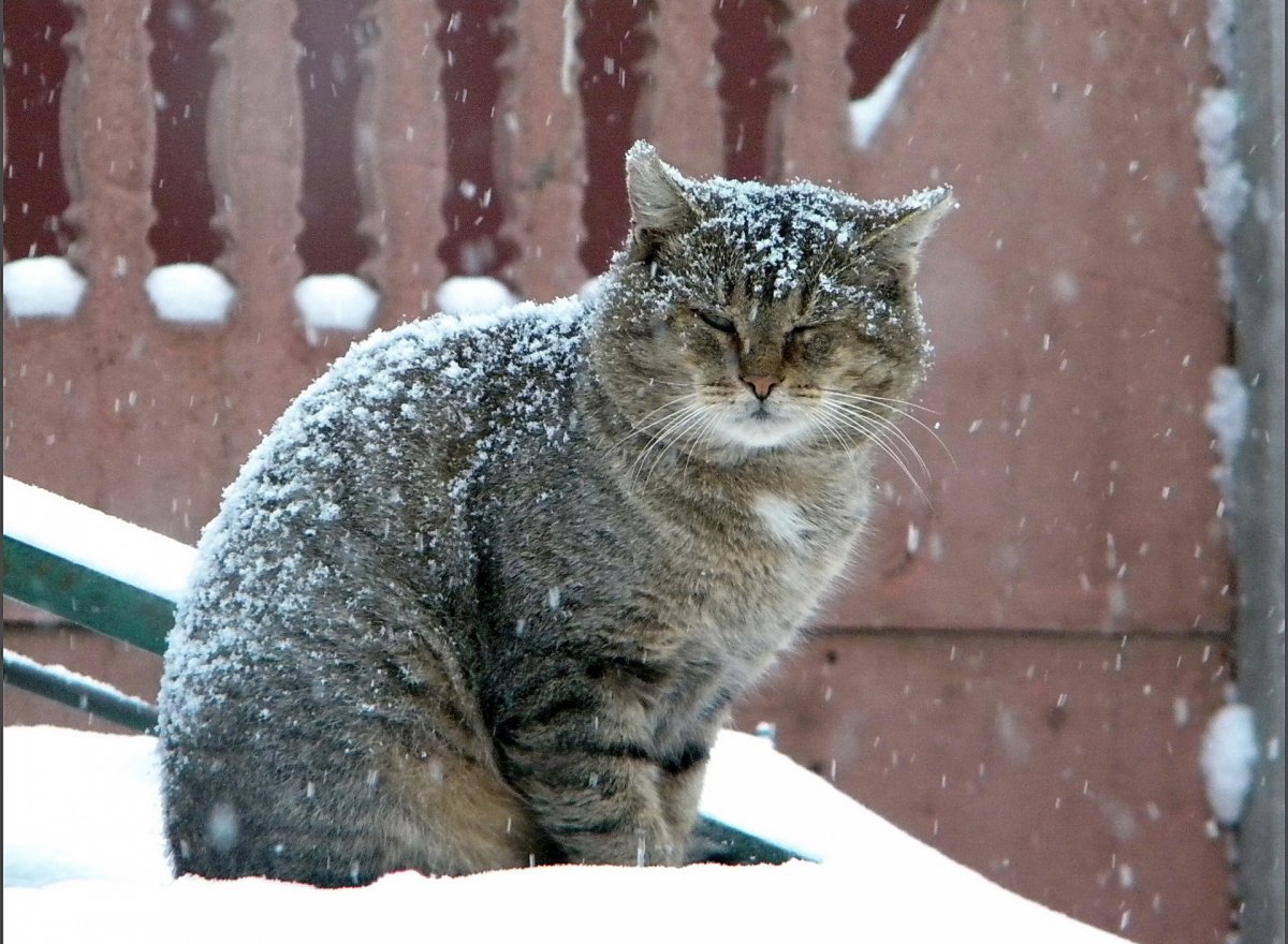 Кот в зимней шапке