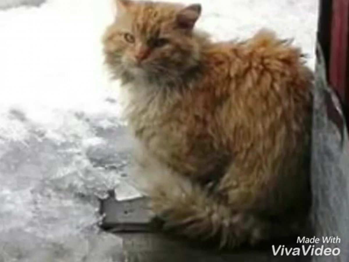 Рыжий облезлый кот