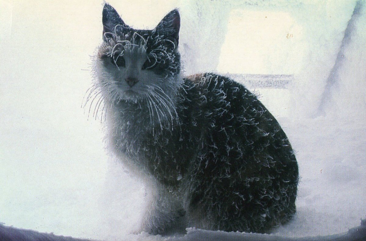 Замерзшие коты