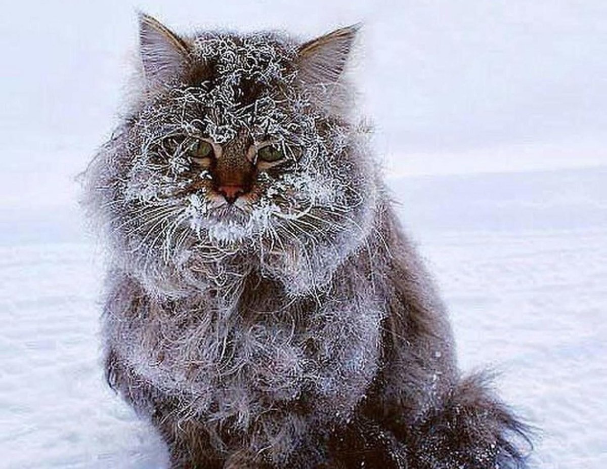 Морозный кот
