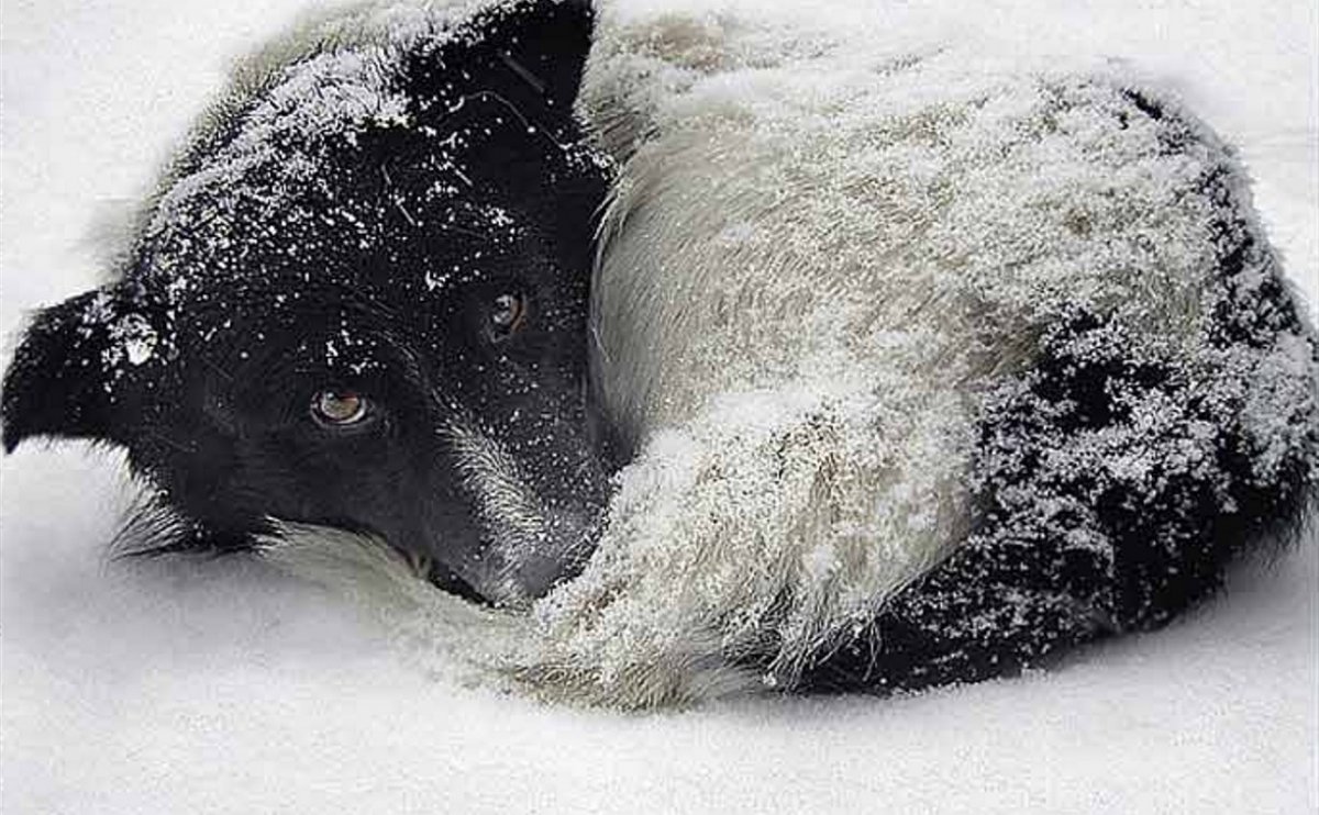 Замерзший кот прикол