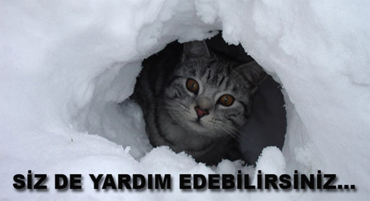 Котик мерзнет