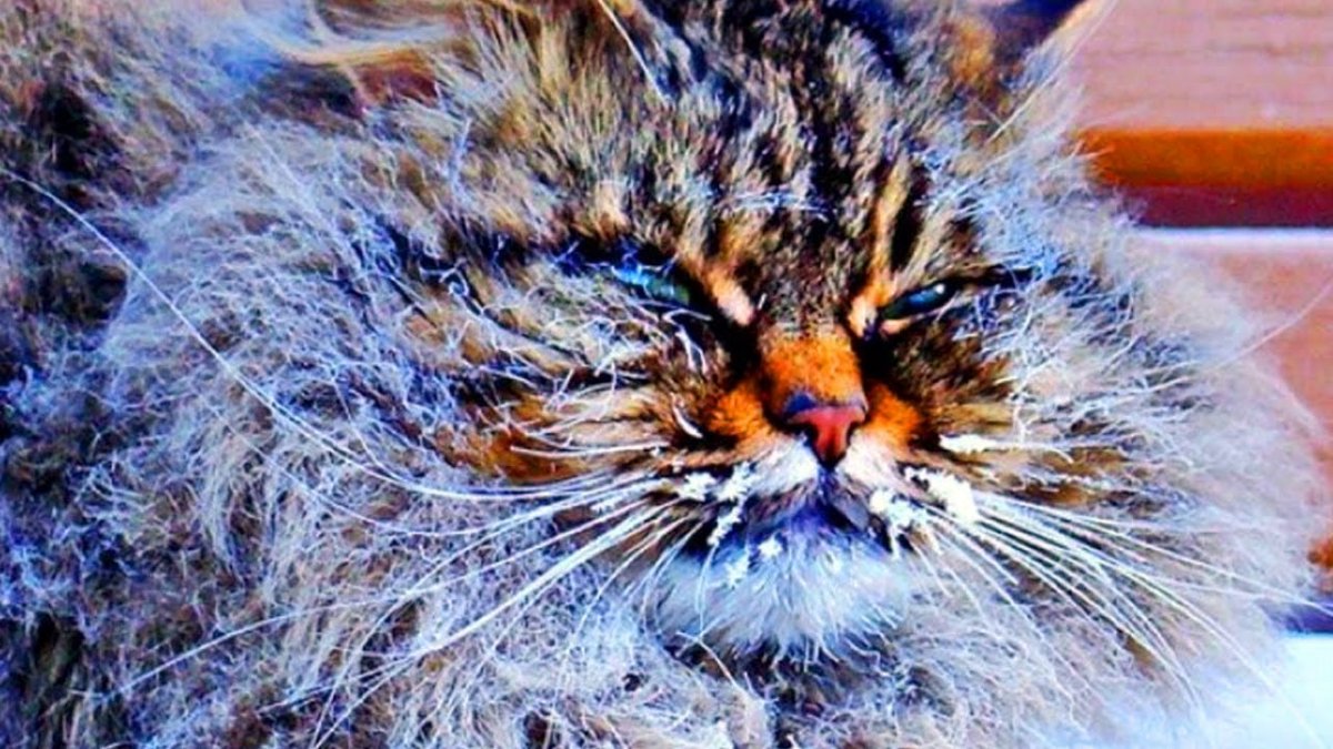 Котик на морозе