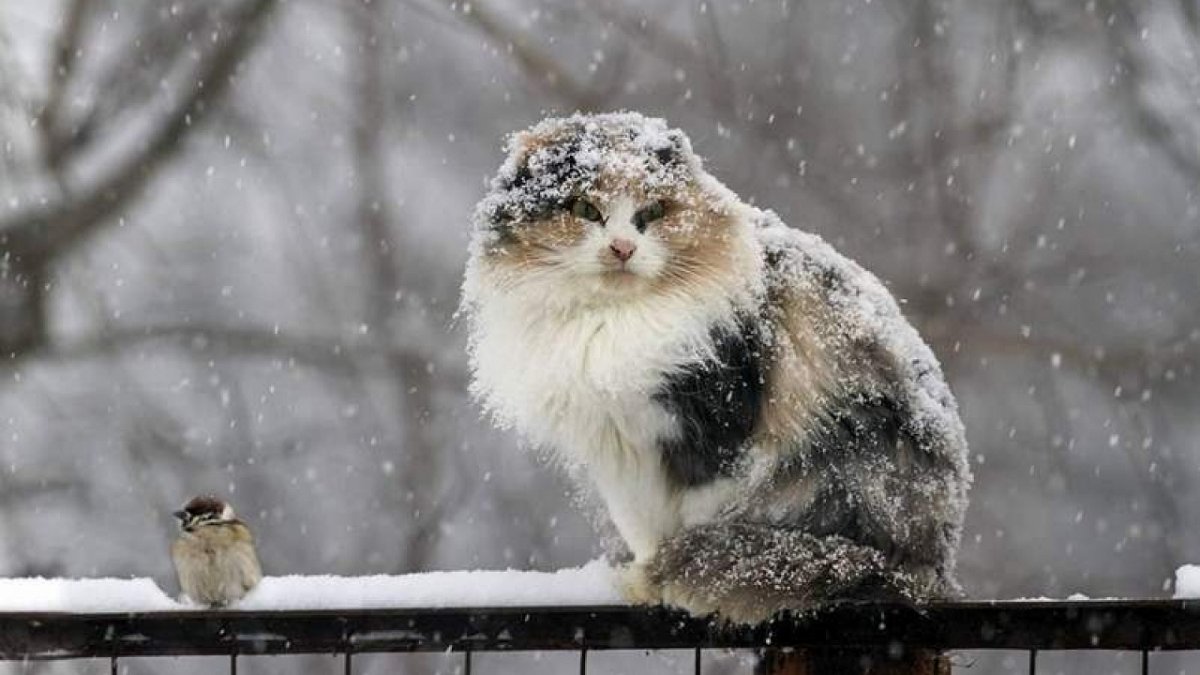 Кот укутанный в плед