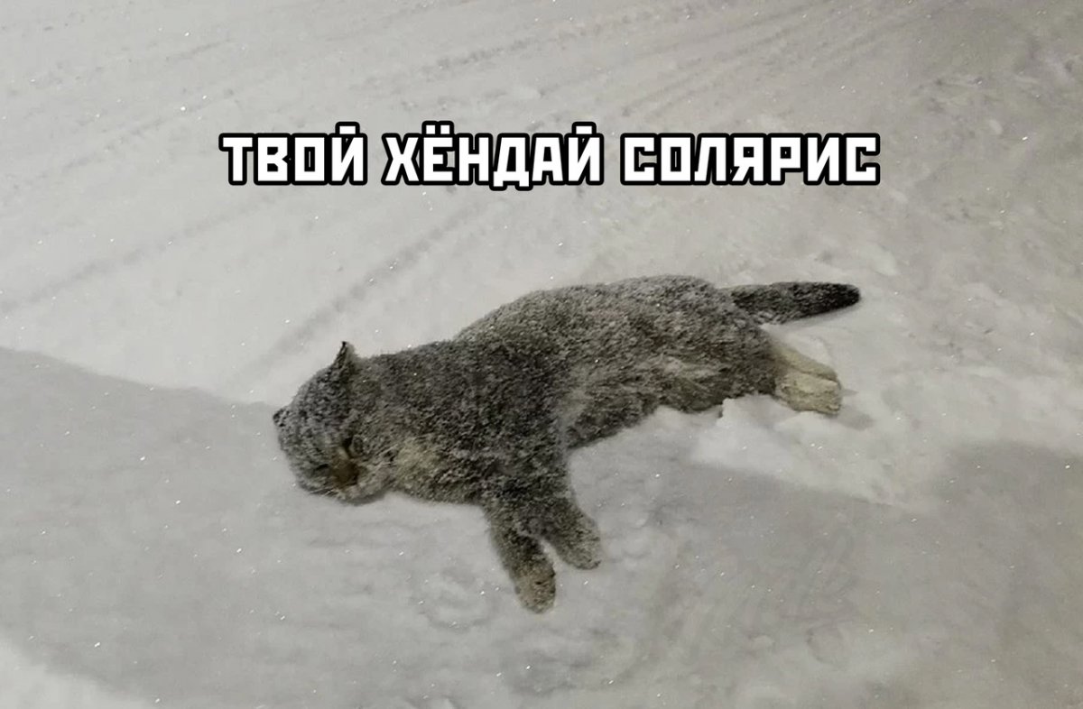 Кошка замерзла