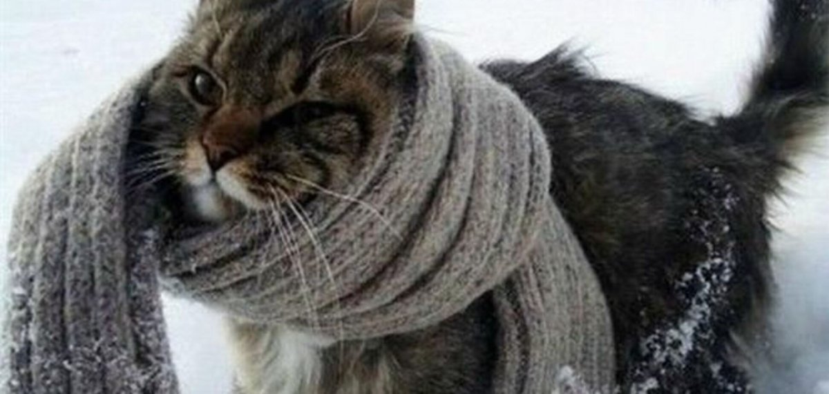 Мороз пустите кота