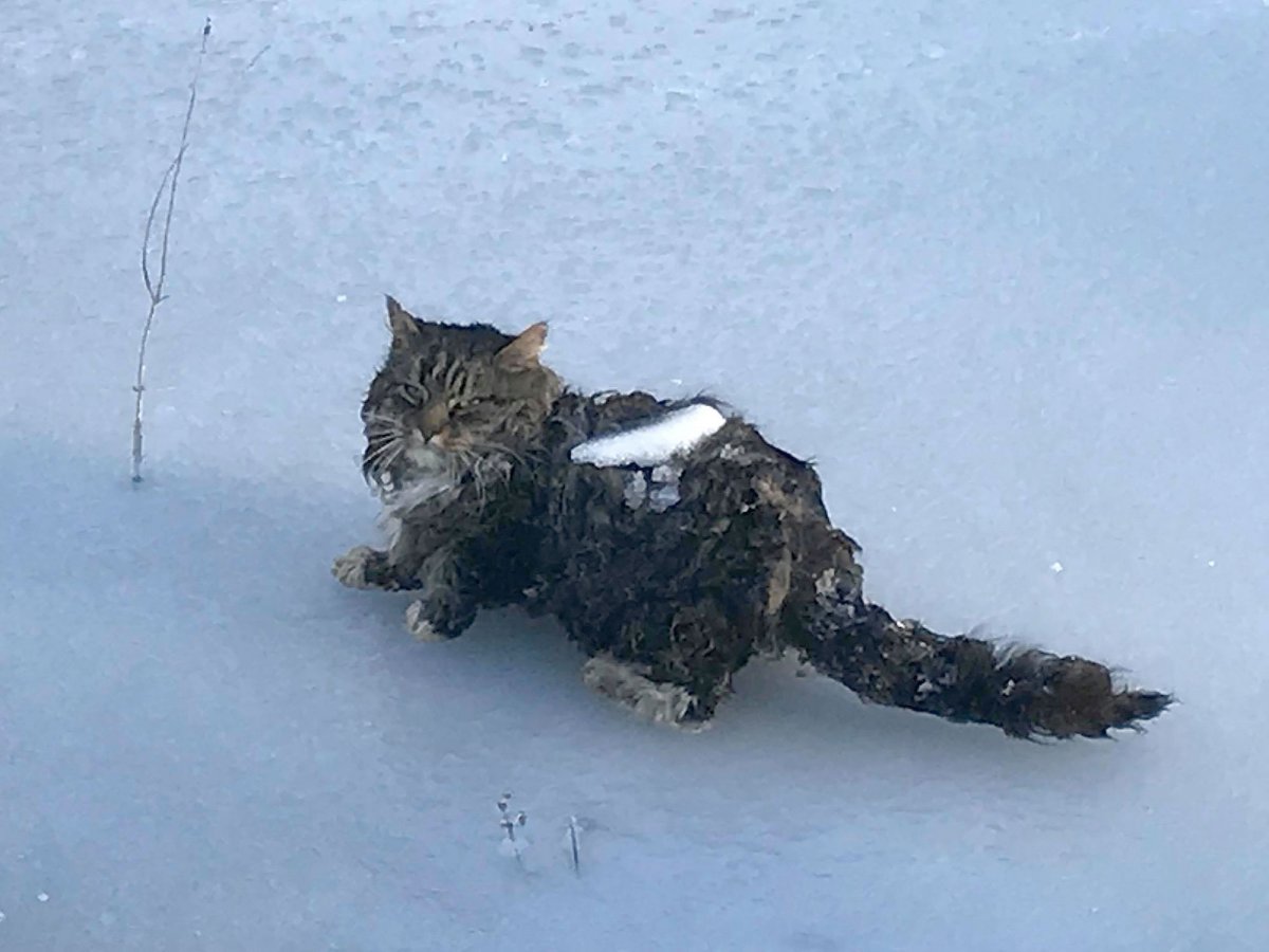 Щенок зимой на улице