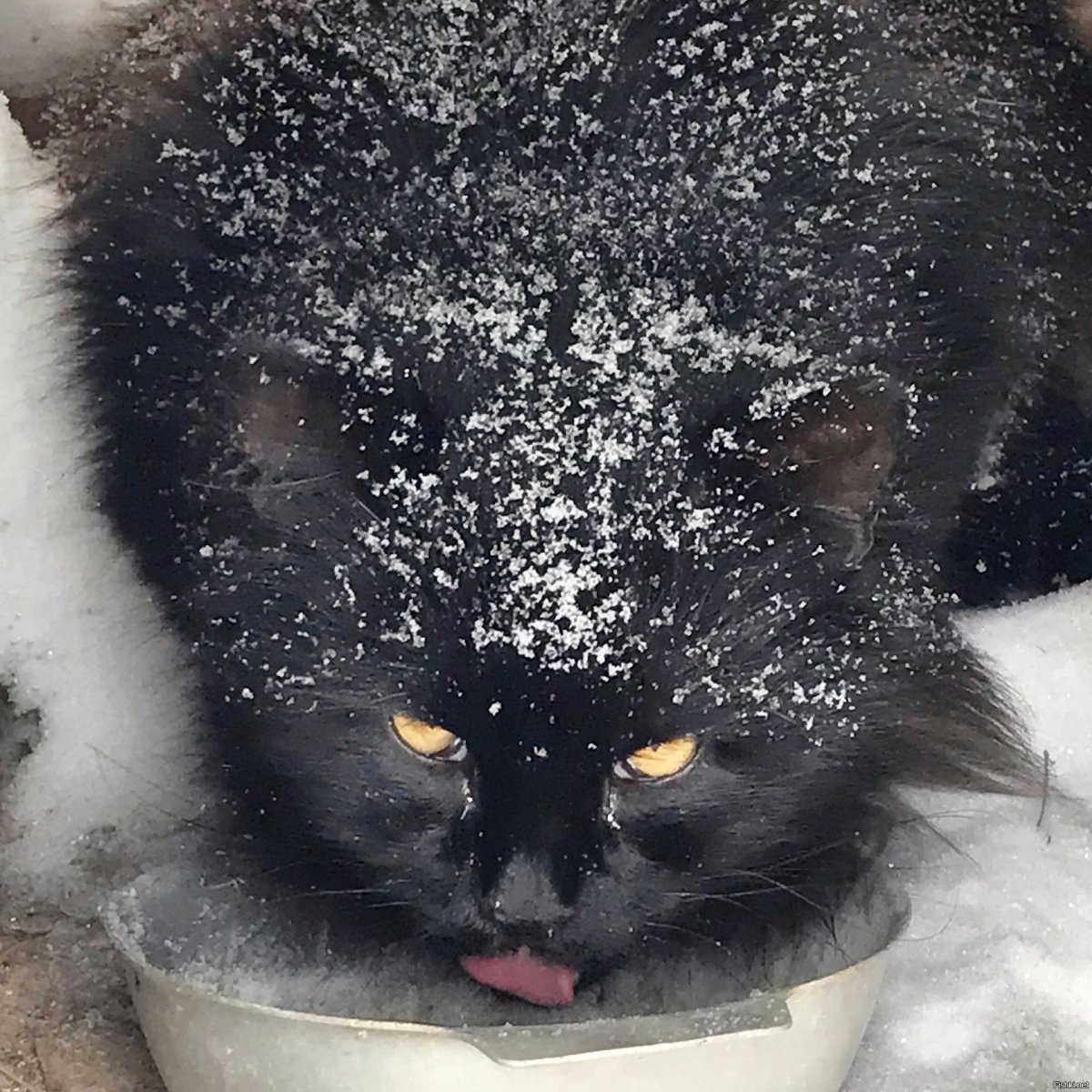 Необычный кот замерз