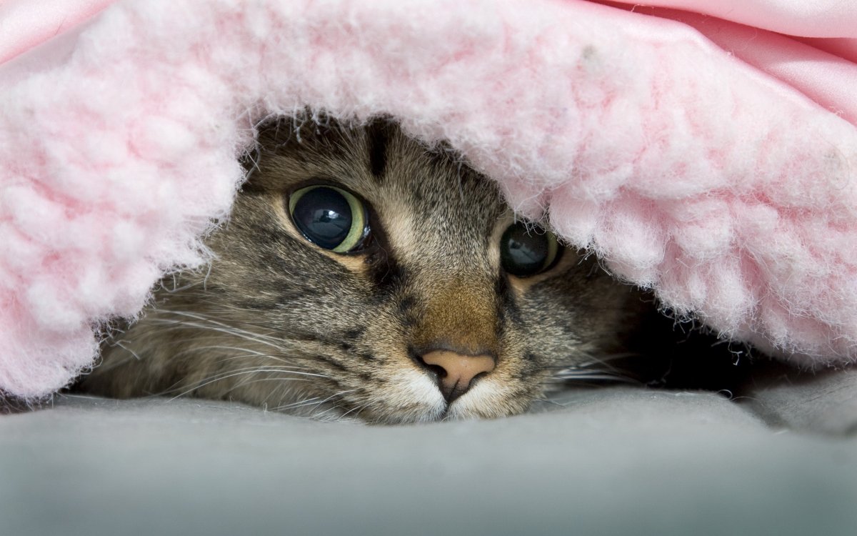 Кот под одеялом
