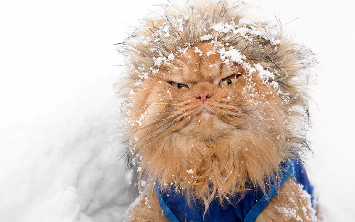 Прячется в сугробе