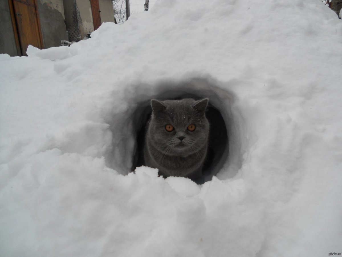 Кот спрятался в снегу