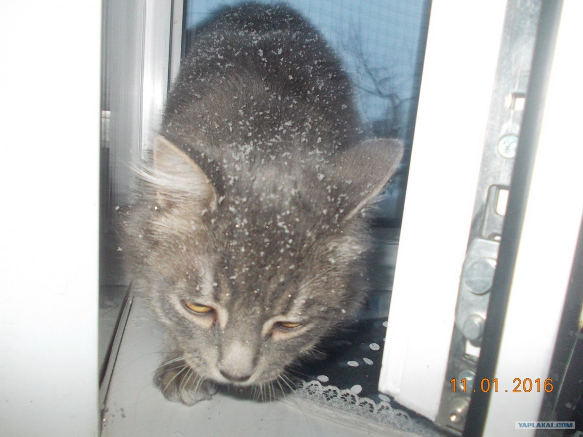 Кот радостный в снегу