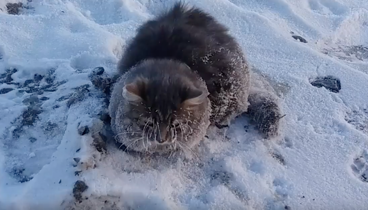 Морозный кот