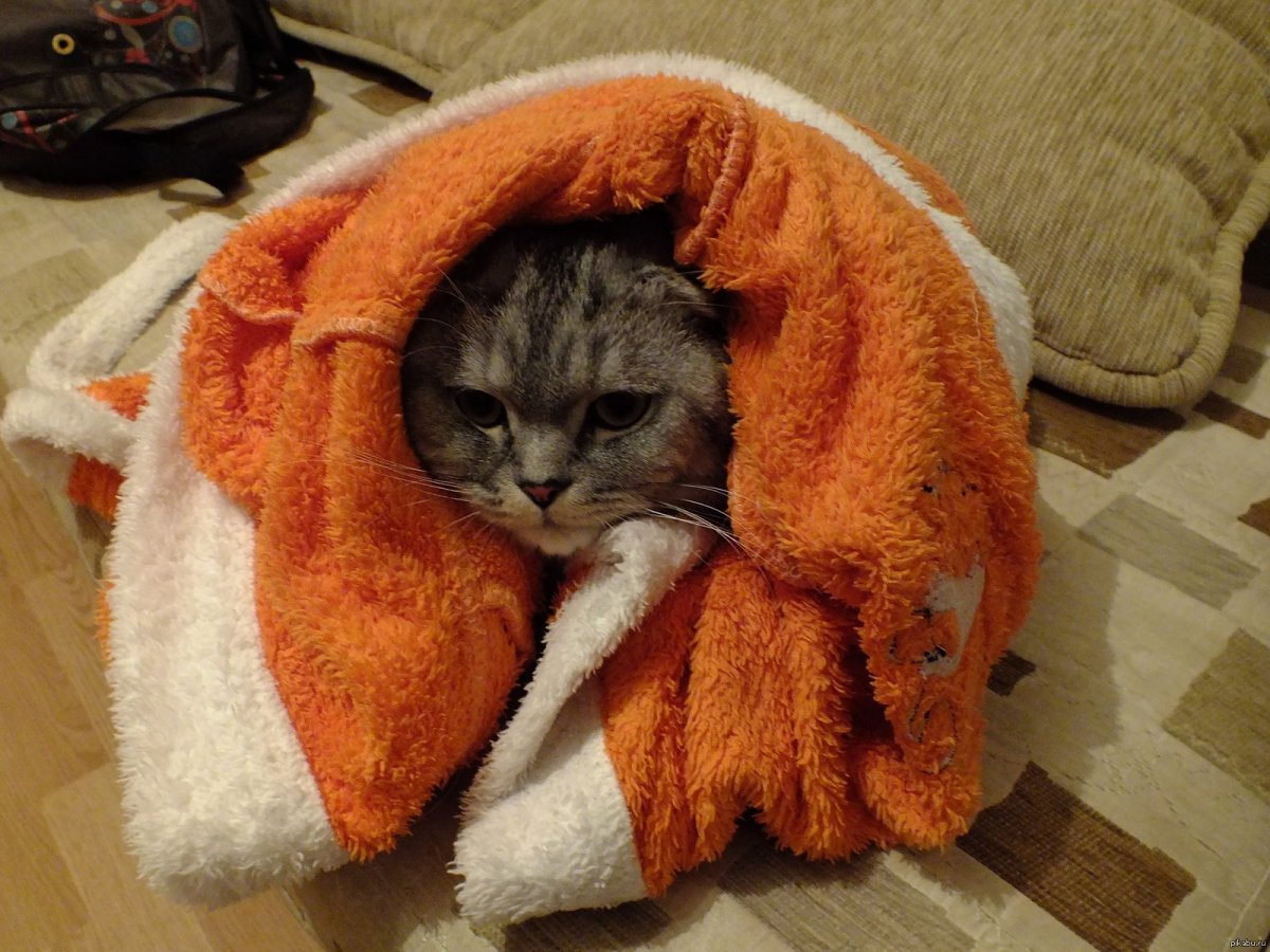 Пушистый кот в снегу