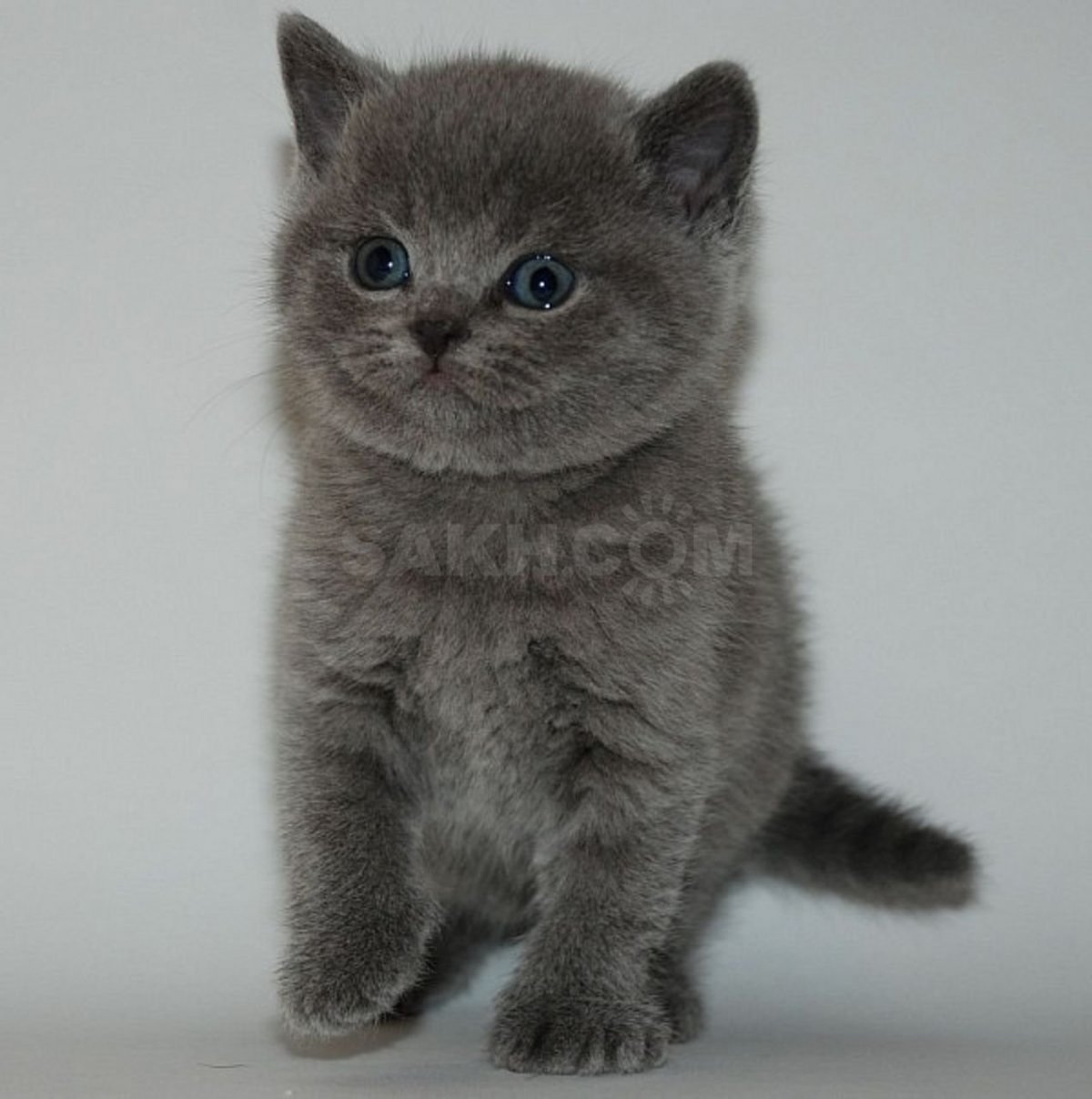 Шотландские котята прямоухие