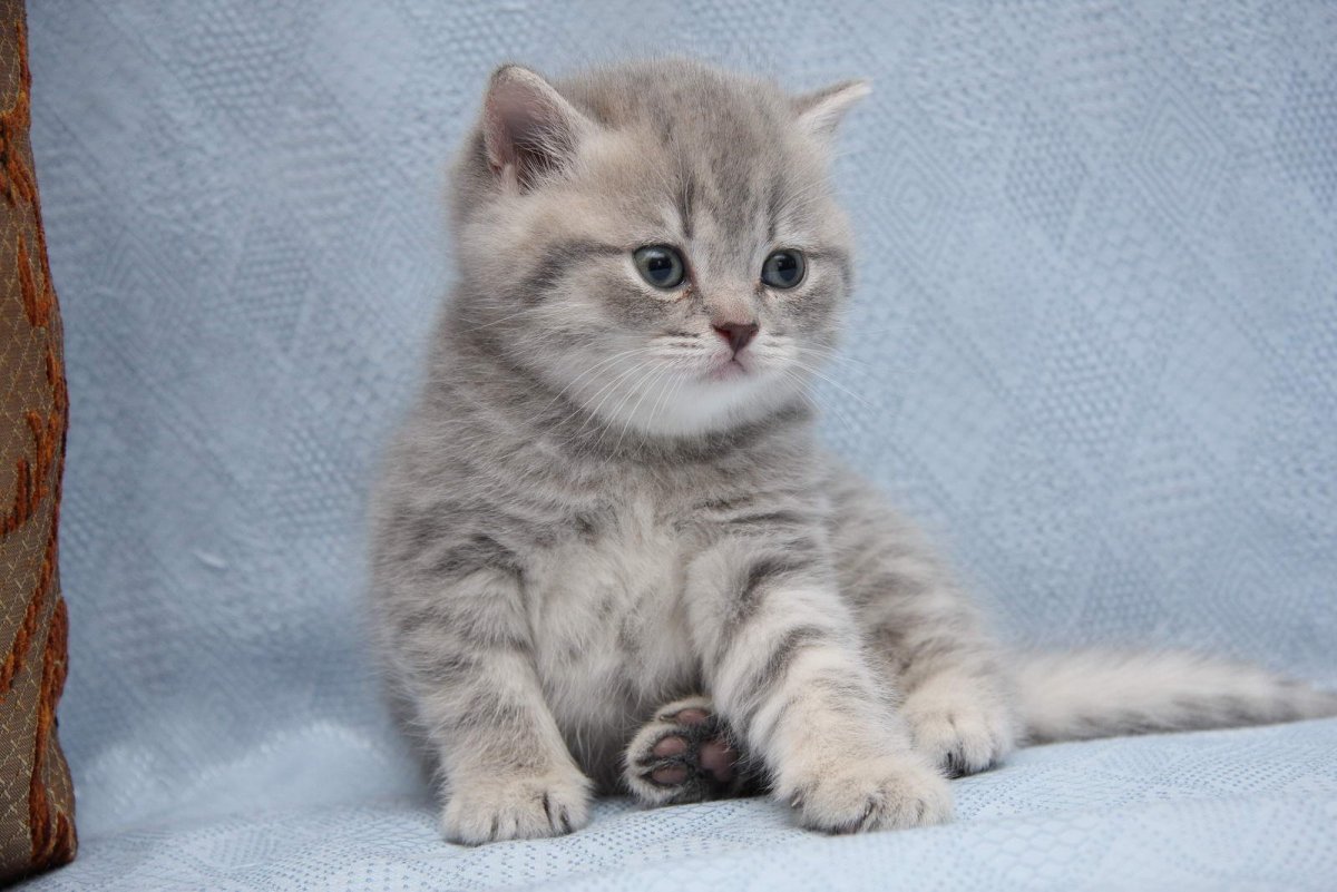 Пепельный шотландец прямоухий