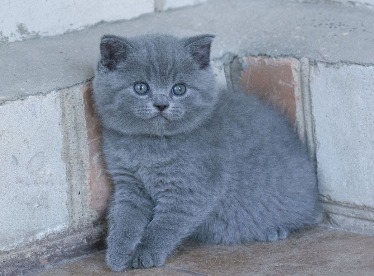 Котята шотландцы прямоухие серые
