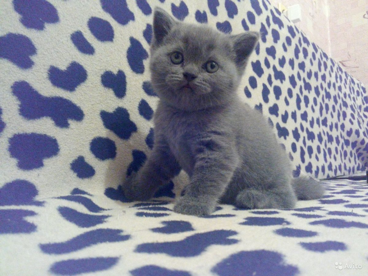 Шотландская прямоухая котенок