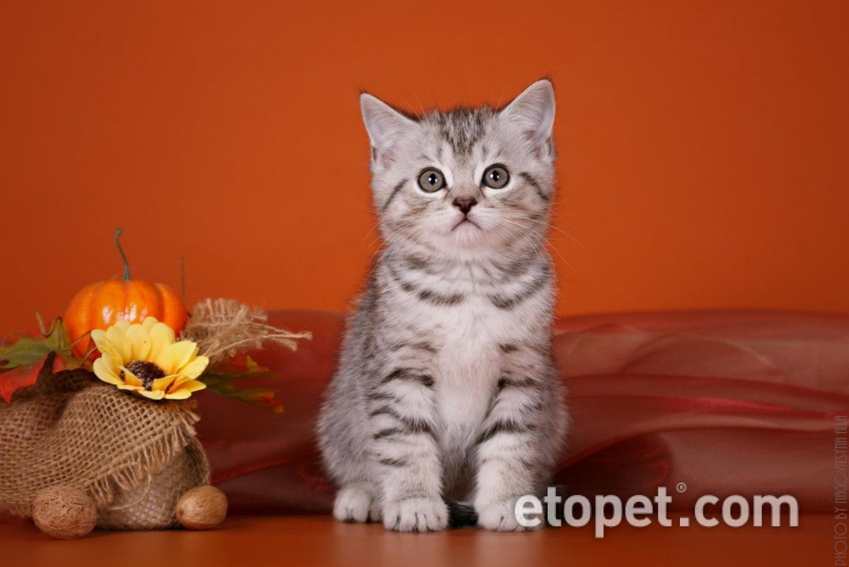 Британский голубой табби