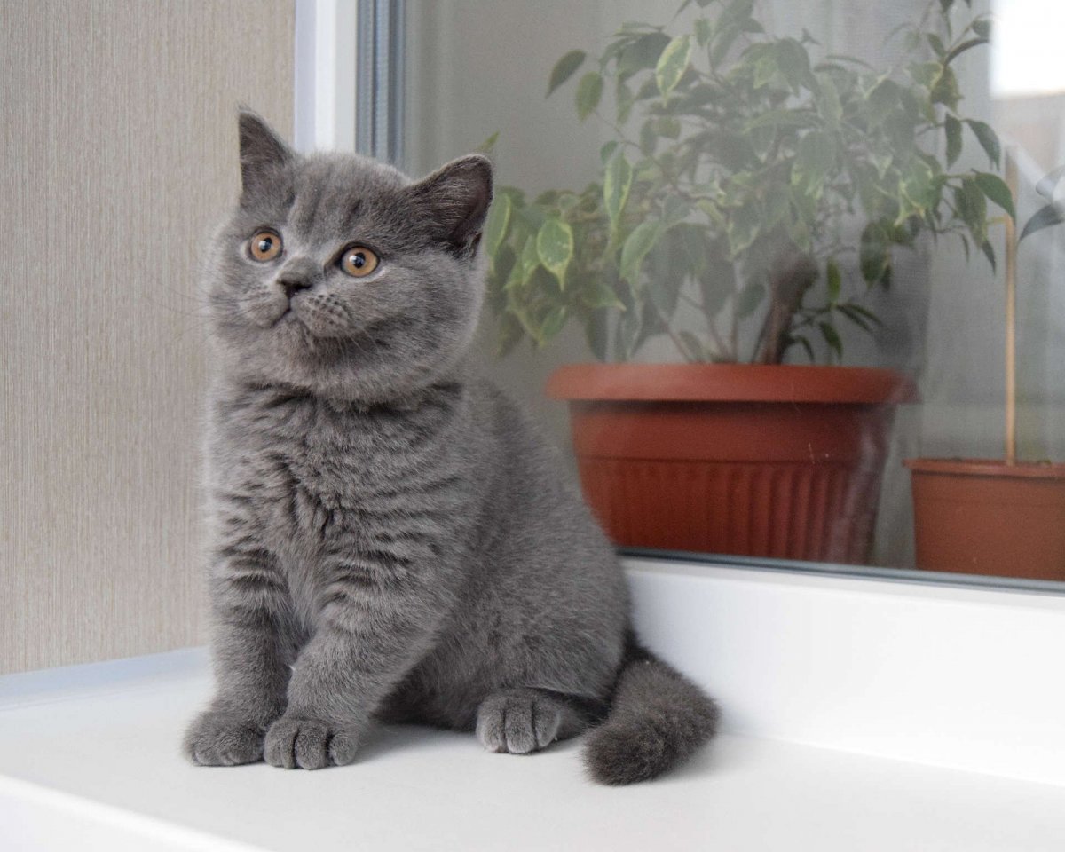 Шотландские котята прямоухие серые