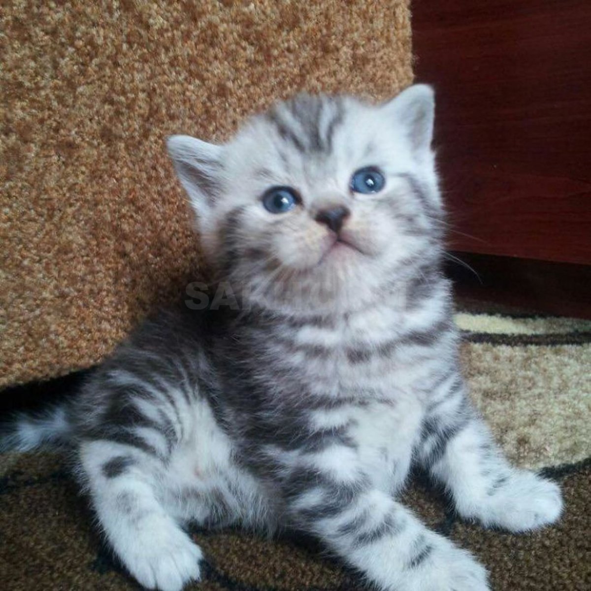 Чистокровные Шотландские котята прямоухие