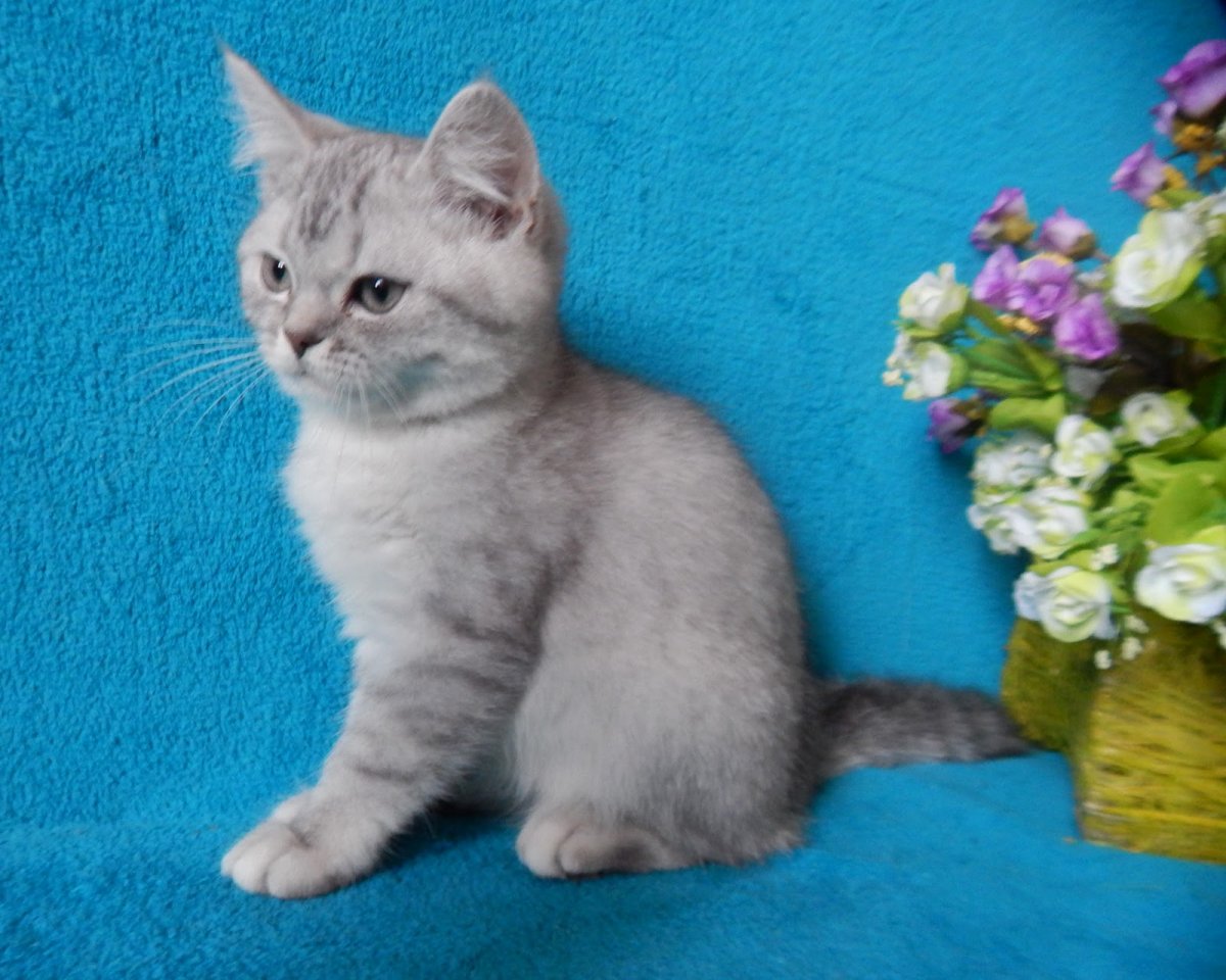 Шотландская кошка страйт серая