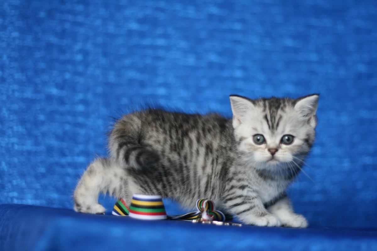 Котята Шотландские голубой тэбби