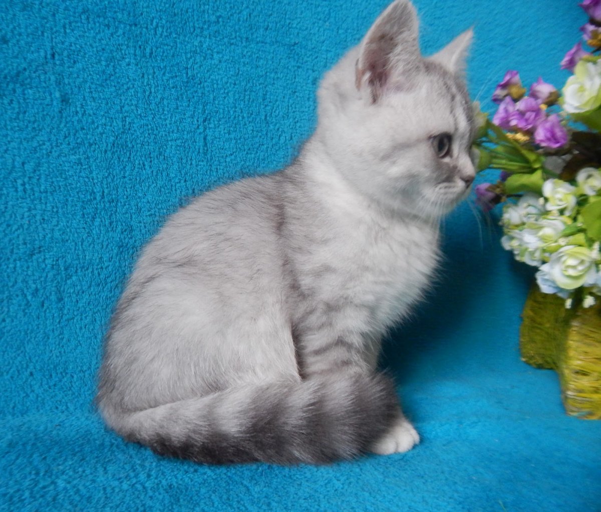 Британские котята скоттиш страйт