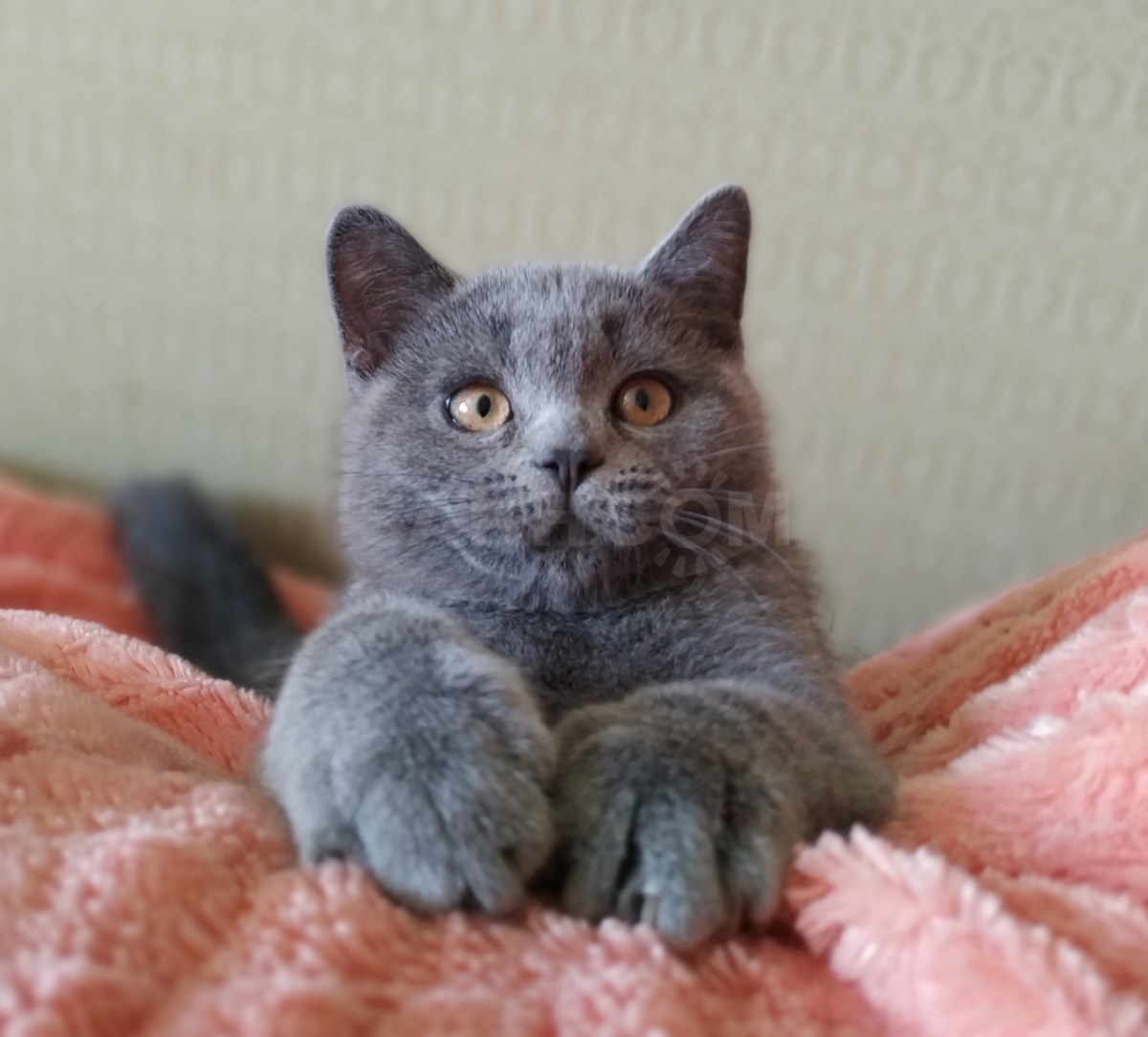 Шотландская страйт прямоухая