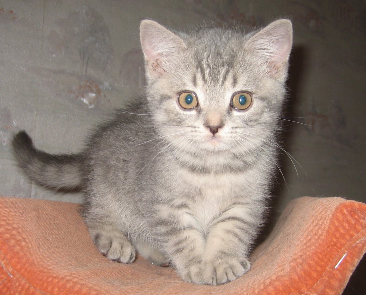 Шотландская кошка прямоухая