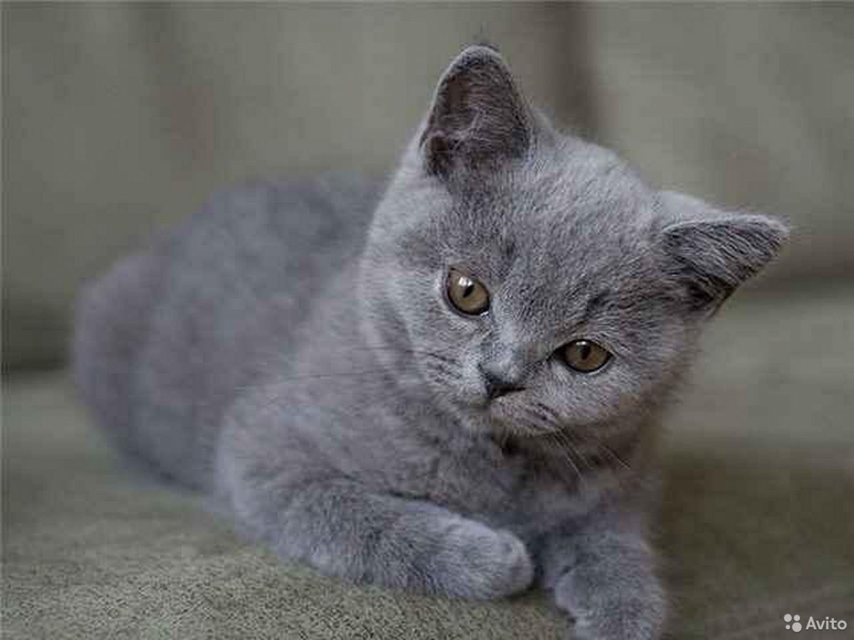 Скоттиш страйт табби