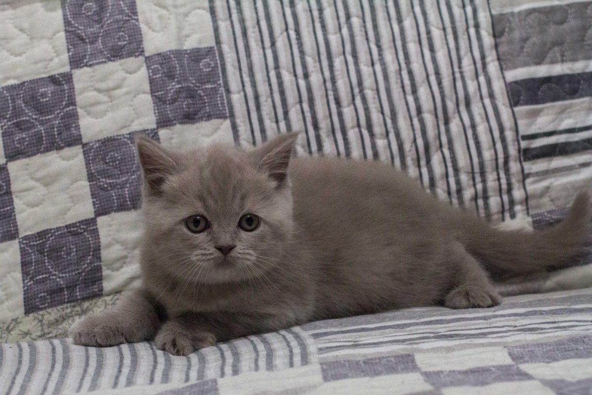 Британская кошка голубой табби