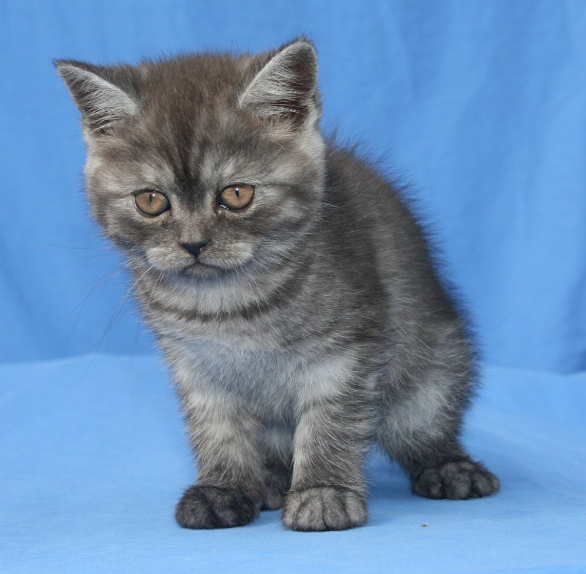 Шотландские котята прямоухие серые